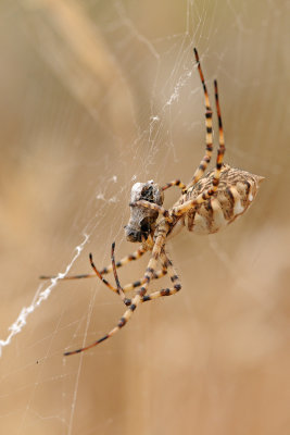 Lobed Argiope and fly - כסופי וזבוב