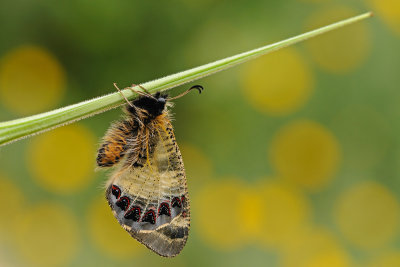 False Apollo - צבעוני שקוף - Archon apollinus