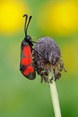 <h5>Burnet - סס מבריק אדום - <i>Zygaena graslini<i></h5>