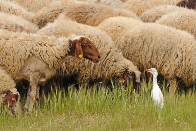 Cattle Egret and Sheep - אנפית בקר - Bubulcus ibis