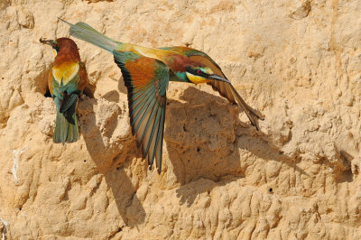 European Bee-eater - שרקרק מצוי - Merops apiaster