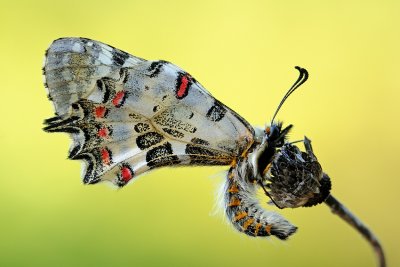 Eastern Festoon - צבעוני קשוט - Allancastria cerisyi