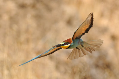 European Bee-eater - שרקרק מצוי - Merops apiaster