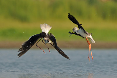 <h5>Black-winged Stilt - תמירון - <i>Himantopus himantopus<i></h5>