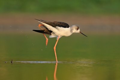 Black-winged Stilt - תמירון - Himantopus himantopus