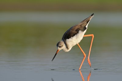 Black-winged Stilt - תמירון - Himantopus himantopus