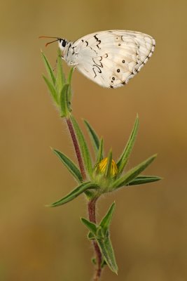 Levantine Marbled White - Melanargia titea