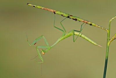 Mantis - גמל שלמה חיוור