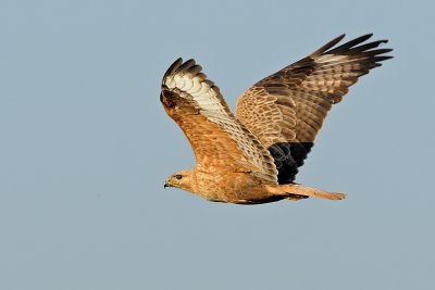 Long-legged Buzzard - עקב עיטי - Buteo rufinus