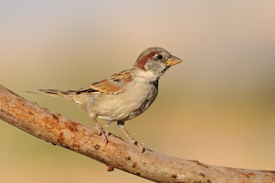 House Sparrow - דרור הבית - Passer domesticus