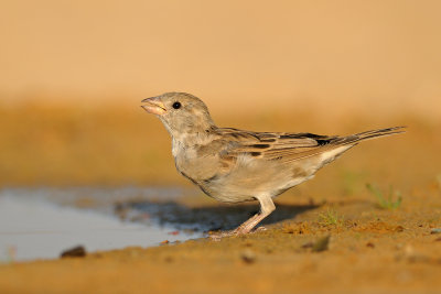 House Sparrow - דרור הבית - Passer domesticus