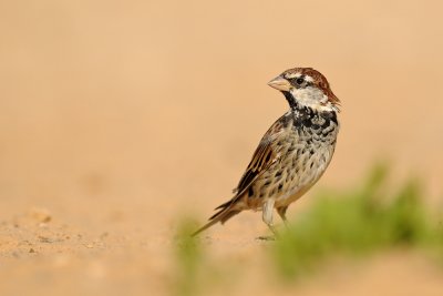 Spanish Sparrow - דרור ספרדי - Passer hispaniolensis