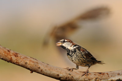 Spanish Sparrow - דרור ספרדי - Passer hispaniolensis