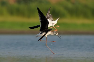 Black-winged Stilt - תמירון - Himantopus himantopus