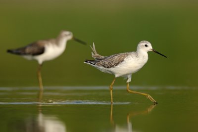 Marsh Sandpiper-ביצנית עדינה-Tringa stagnatilis