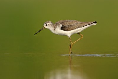 Marsh Sandpiper-ביצנית עדינה-Tringa stagnatilis