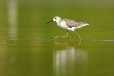 <h5>Marsh Sandpiper-ביצנית עדינה-<i>Tringa stagnatilis<i></h5>