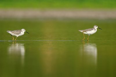 Marsh Sandpiper-ביצנית עדינה-Tringa stagnatilis