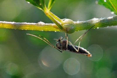 Flies
