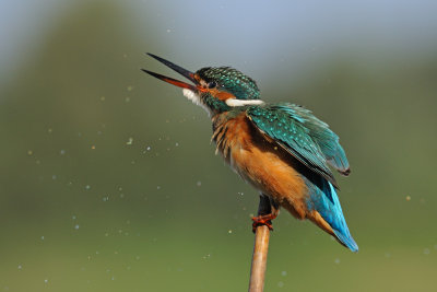 Common Kingfisher - שלדג גמדי - Alcedo atthis