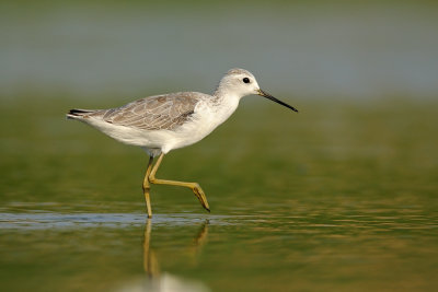 Marsh Sandpiper-ביצנית עדינה-Tringa stagnatilis