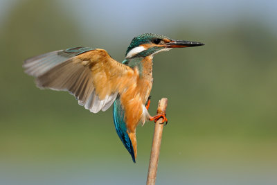 Common Kingfisher - שלדג גמדי - Alcedo atthis