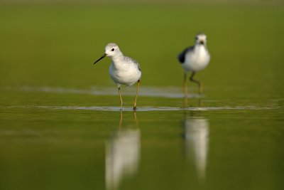 Marsh Sandpiper-ביצנית עדינה-Tringa stagnatilis