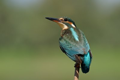 Common Kingfisher - שלדג גמדי - Alcedo atthis