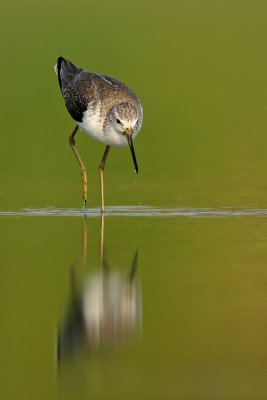 Marsh Sandpiper-ביצנית עדינה-Tringa stagnatilis