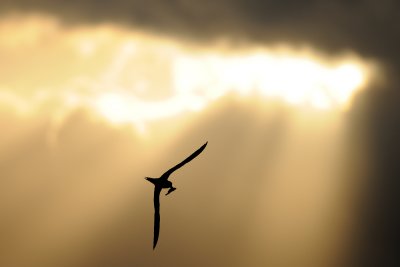 Common Tern - שחפית ים - Sterna hirundo