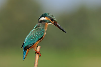 Common Kingfisher - שלדג גמדי - Alcedo atthis