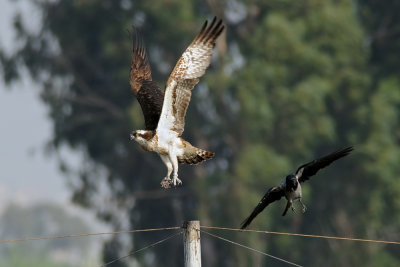 Osprey - שלך - Pandion haliaetus
