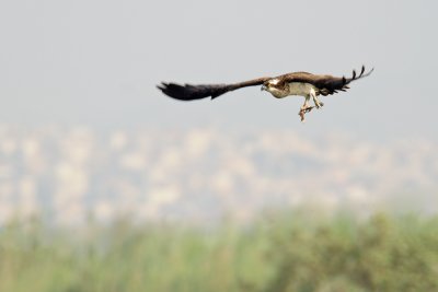 Osprey - שלך - Pandion haliaetus