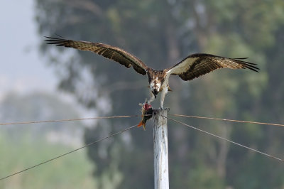 Osprey - שלך - Pandion haliaetus