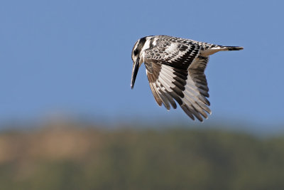 Pied Kingfisher - פרפור עקוד - Ceryle rudis