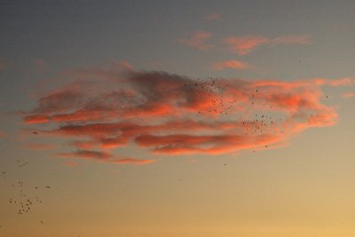 Clouds at dawn - עננים בזריחה