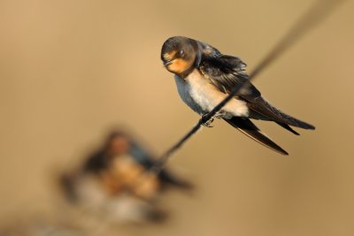 Barn Swallow - סנונית הרפתות