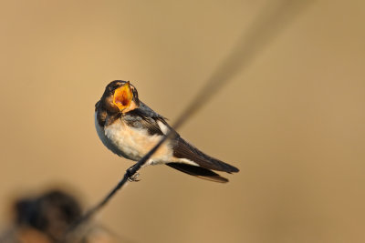 Barn Swallow - סנונית הרפתות