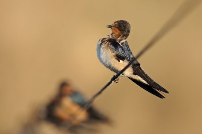 Barn Swallow - סנונית הרפתות
