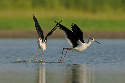 Black-winged Stilt - תמירון - Himantopus himantopus