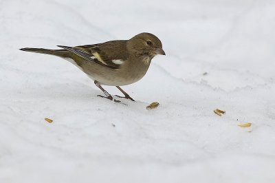 Common Chaffinch - פרוש מצוי - Fringilla coelebs