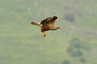 Long-legged Buzzard - עקב עיטי - Buteo rufinus