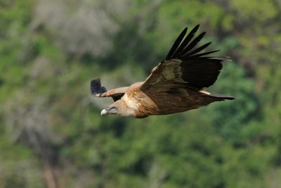 Griffon Vulture - נשר מקראי - Gyps fulvus