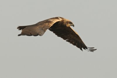 Marsh Harrier - זרון סוף - Circus aeruginosus