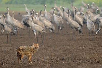 Golden Jackal and Cranes - תן ועגורים