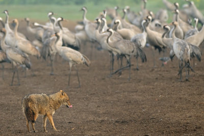 Golden Jackal and Cranes - תן ועגורים