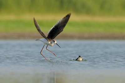 Black-winged Stilt - תמירון - Himantopus himantopus