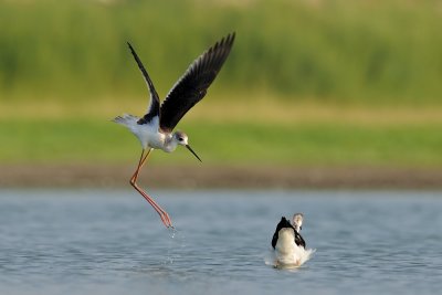 Black-winged Stilt - תמירון - Himantopus himantopus