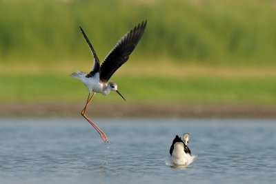 Black-winged Stilt - תמירון - Himantopus himantopus