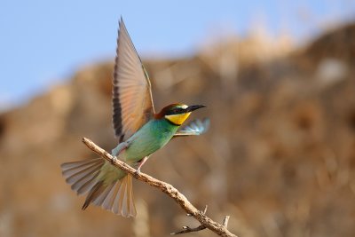 European Bee-eater - שרקרק מצוי - Merops apiaster